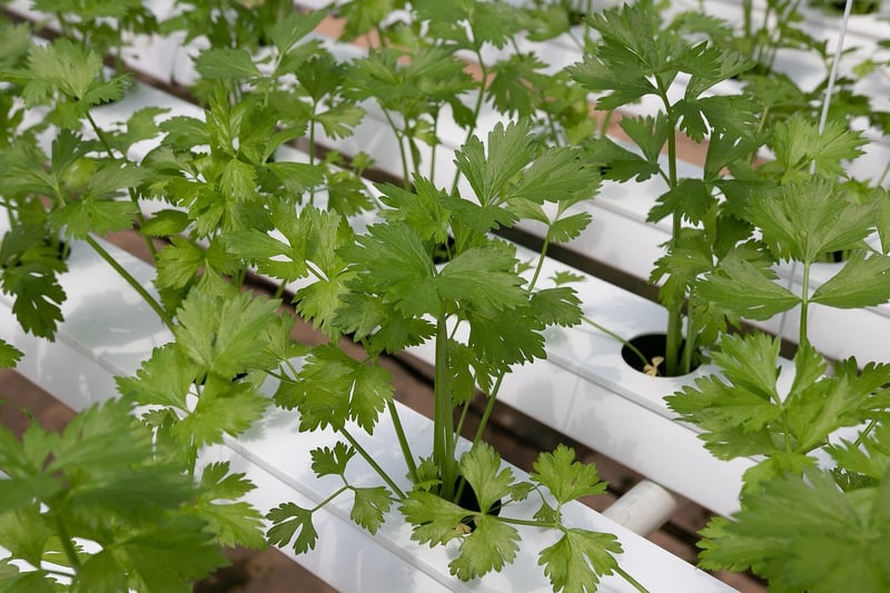 Hydroponic Living Wall