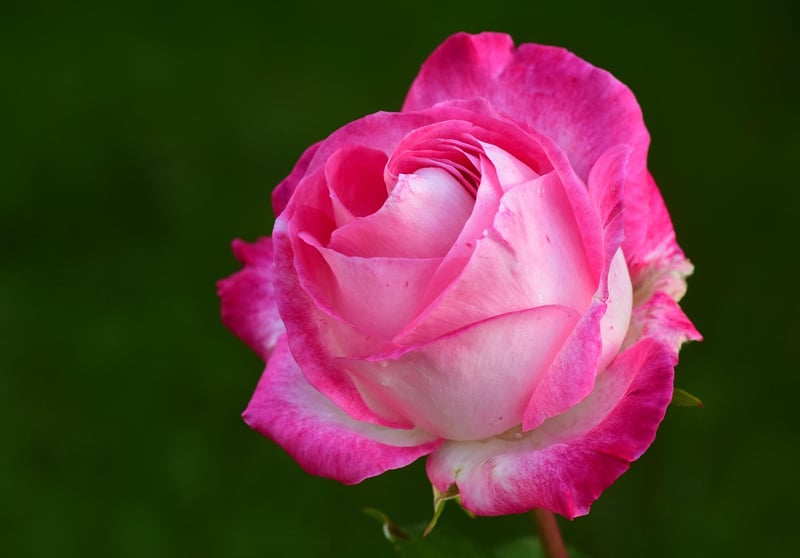 Gardening Image